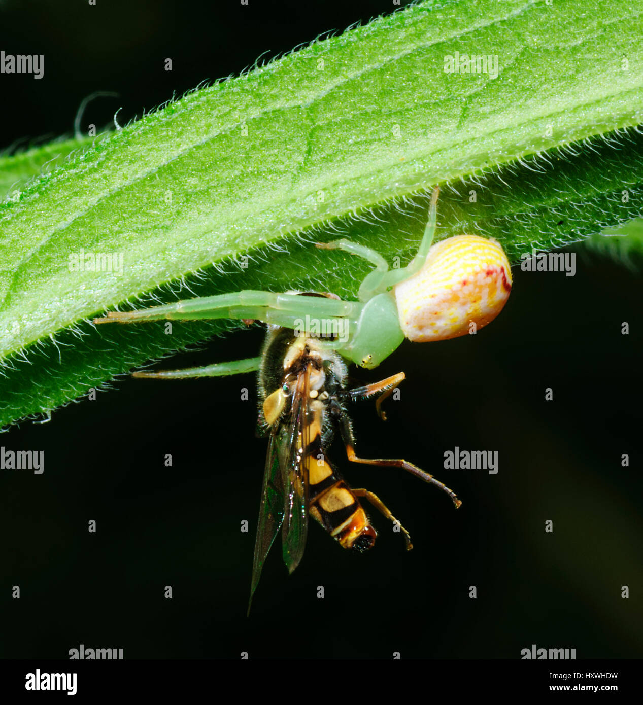 Araignée crabe ou araignée fleur (Lehtinelagia Wheeler) avec les proies (anciennement Diaea Wheeler), New South Wales, NSW, Australie Banque D'Images