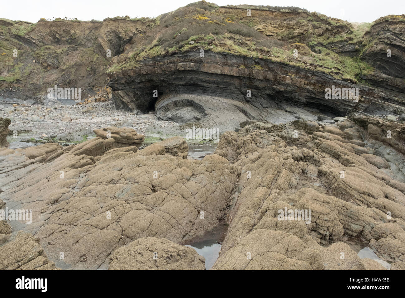 Pli géologique avec barnacle laden rochers en premier plan à Broadhaven, Pembrokeshire, Pays de Galles Banque D'Images