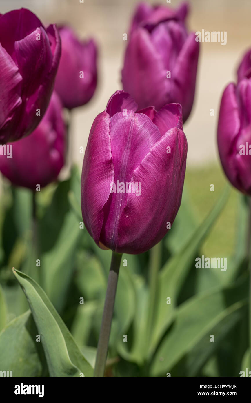 Le seul début tulip violet prince, mars avril fleurs de saison Banque D'Images