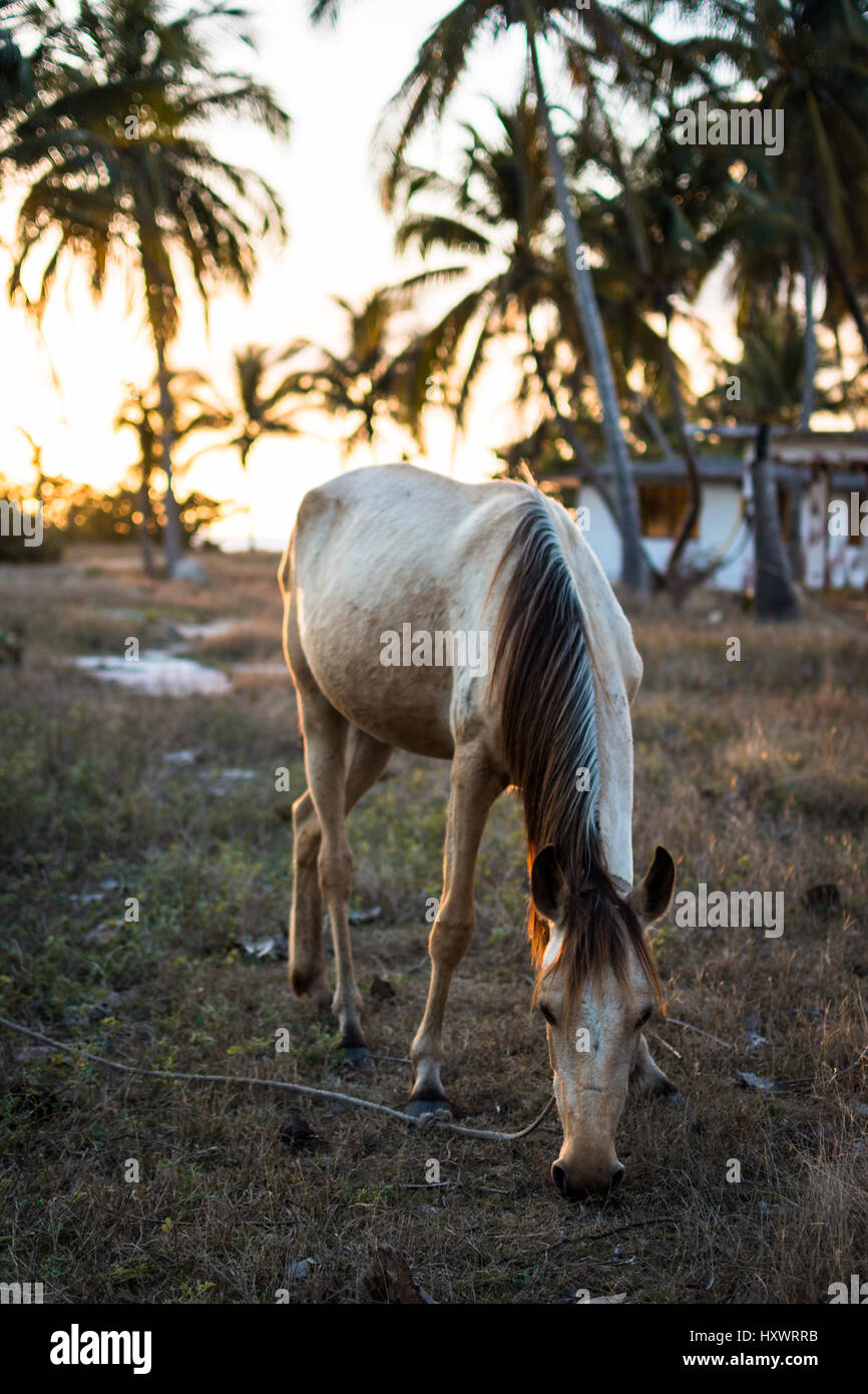 Un cheval broute en fin d'après-midi du soleil à Playa Girón, Cuba. Banque D'Images