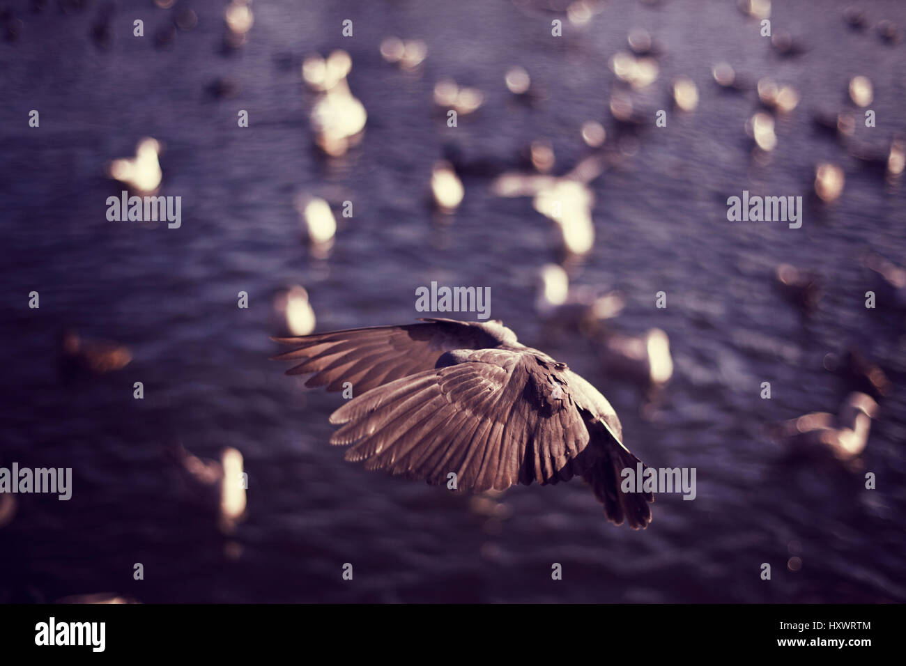 Flying Pigeon. Banque D'Images