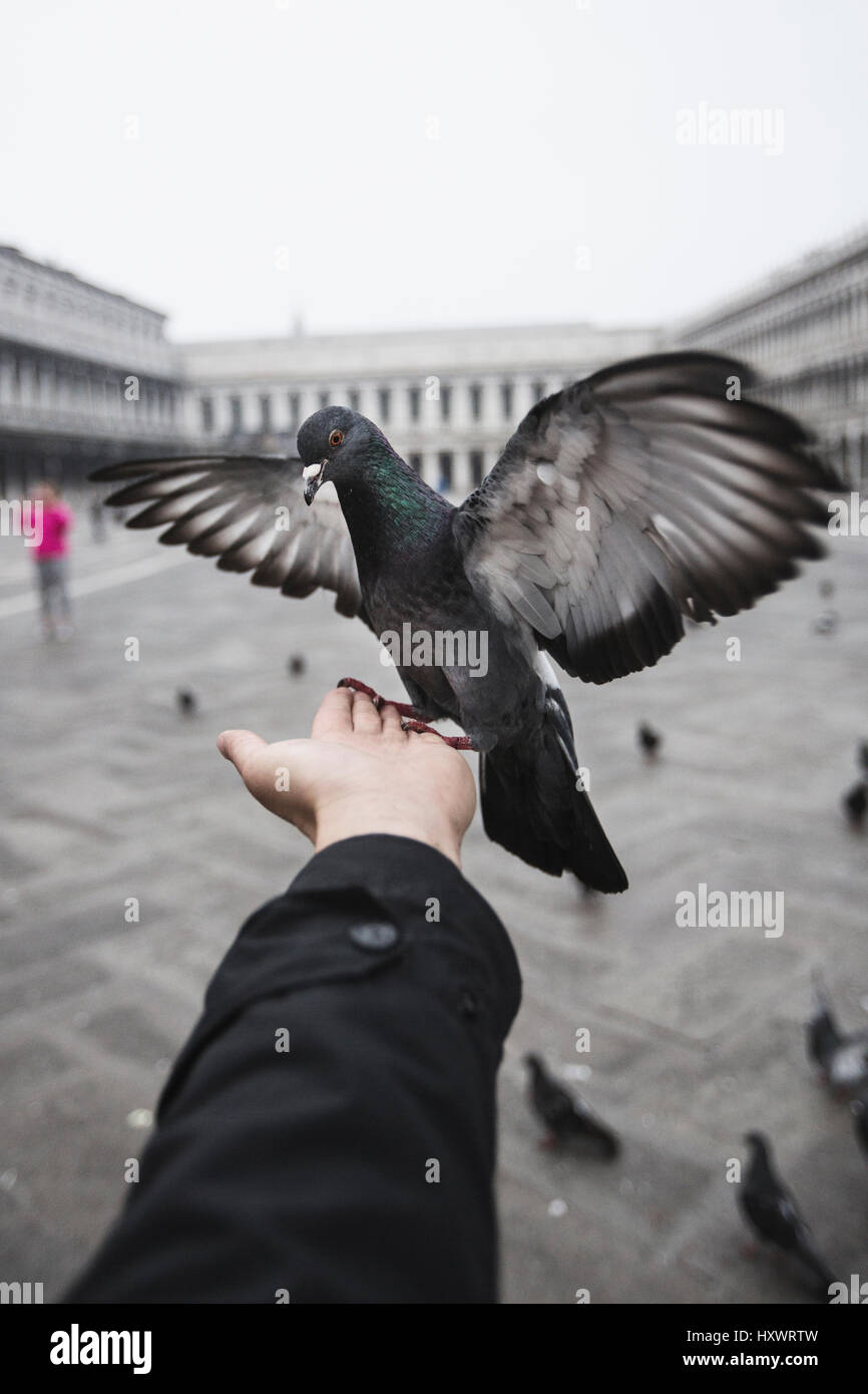 Flying Pigeon manger d'une main à Venise, Italie Banque D'Images