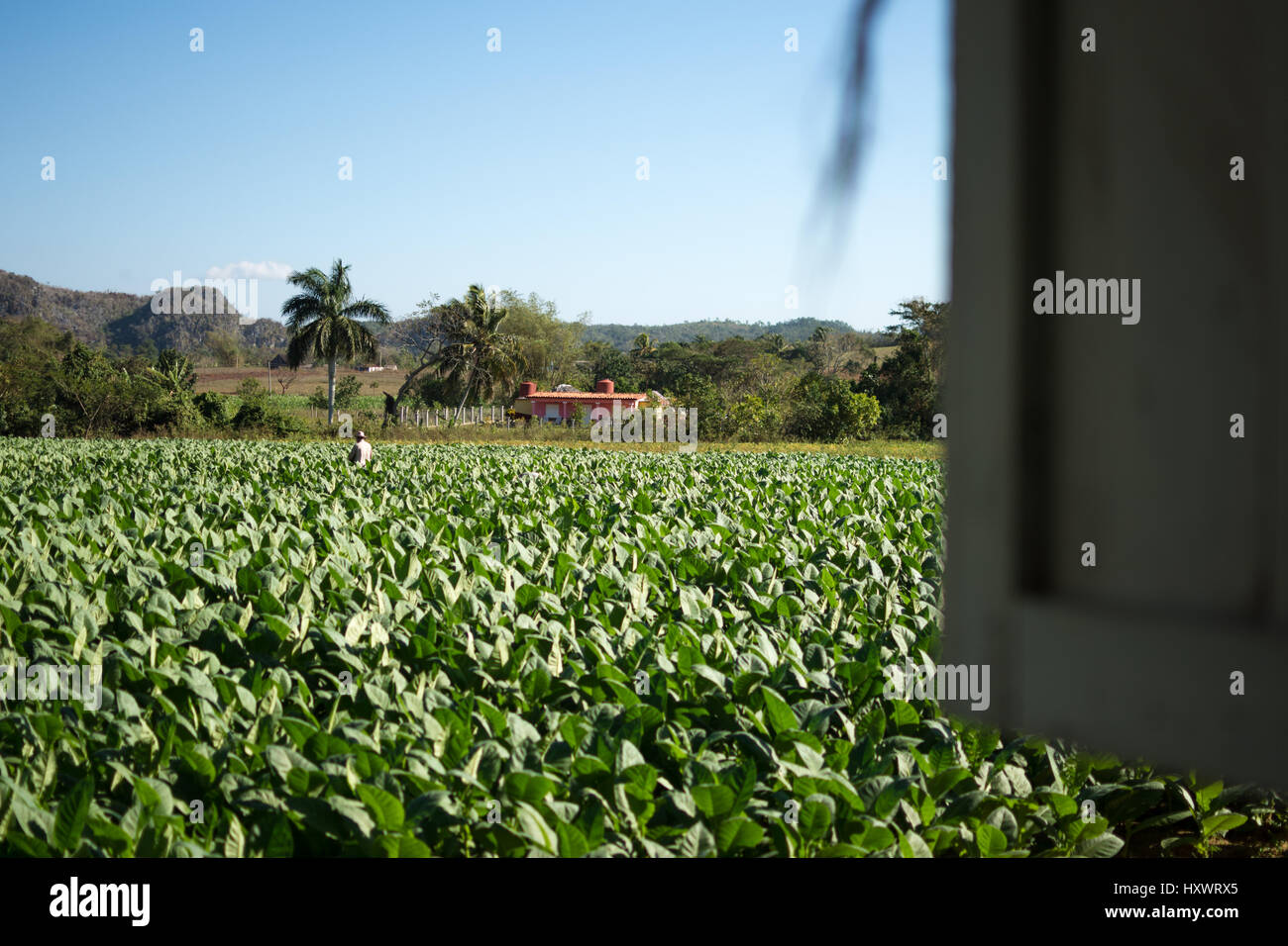 Un champ de tabac à Viñales, Cuba Banque D'Images