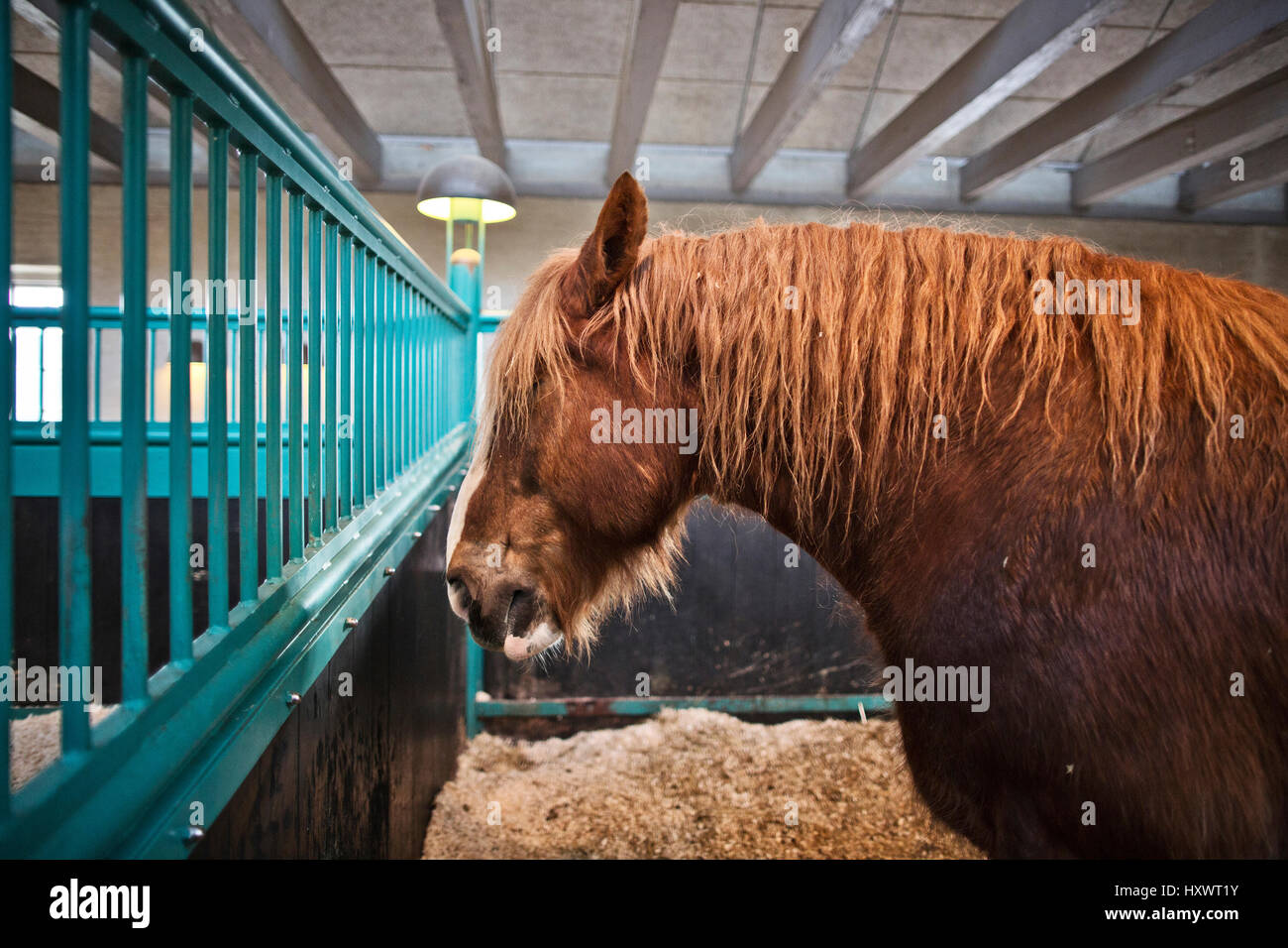 Les chevaux du Jutland à l'intérieur de l'étable à la brasserie Carlsberg dans la région de Valby, à Copenhague, au Danemark. Banque D'Images