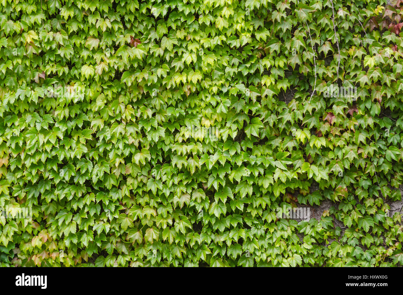 Mur de feuille verte Banque D'Images