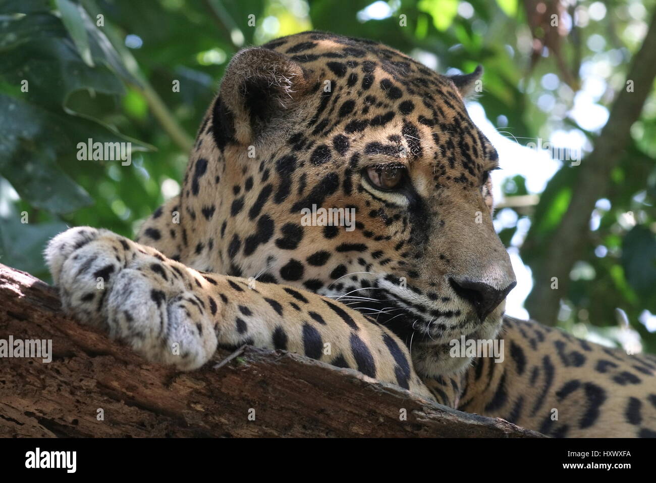 JAGUAR Panthera onca Banque D'Images