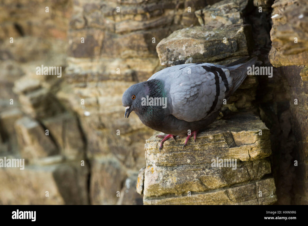 Le Pigeon biset Columba livia ; seul le Rock Ledge ; Orcades UK Banque D'Images
