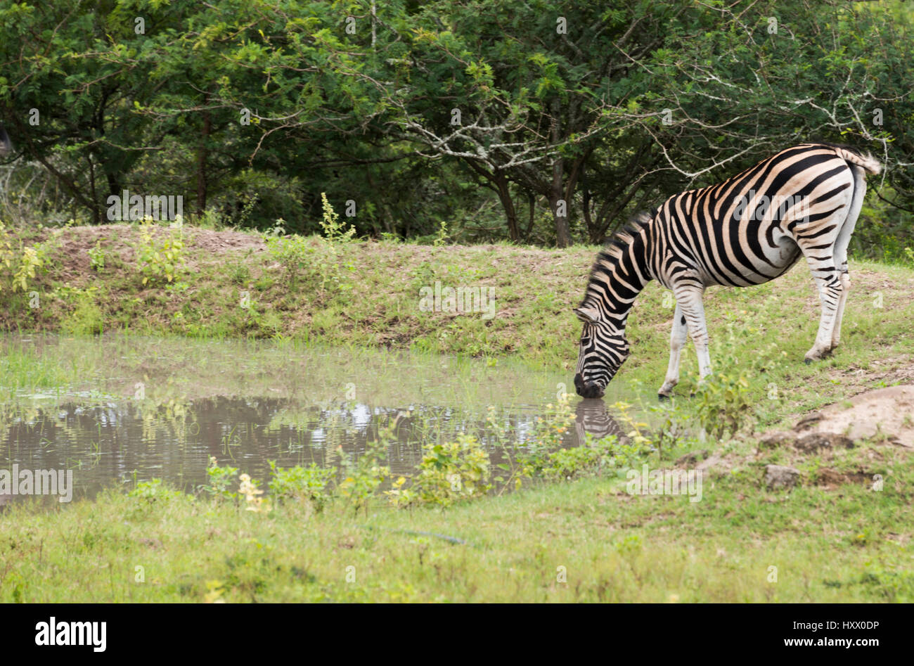 Zebra l'eau potable dans petit étang dans le parc national d'Afrique du Sud Banque D'Images
