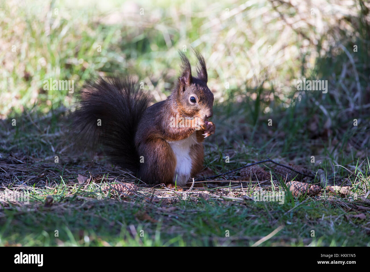 L'écureuil roux d'Anglesey, dans le Nord du Pays de Galles Banque D'Images