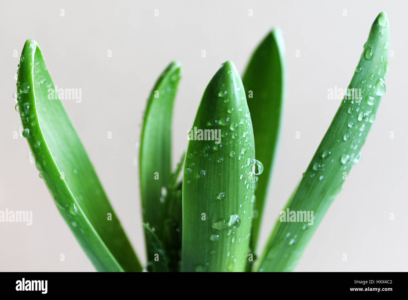 Hiacinth sprout avec gouttes de rosée un Banque D'Images
