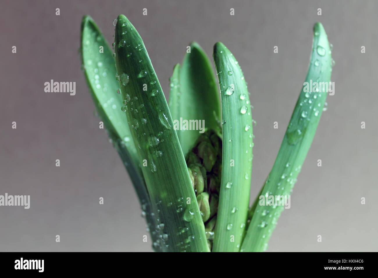 Hiacinth sprout avec gouttes de rosée un Banque D'Images