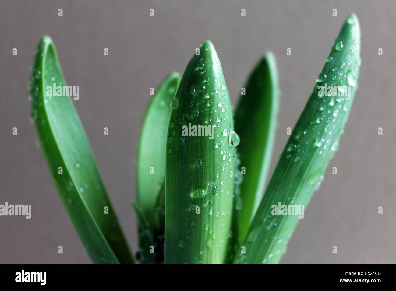 Hiacinth sprout avec gouttes de rosée un Banque D'Images