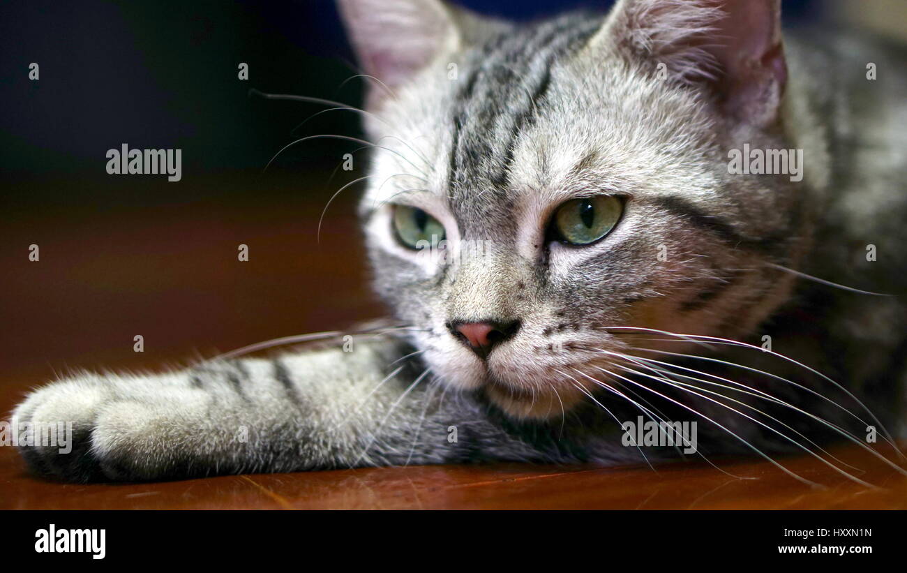 Cheveux courts américains Funny Cat, détournent l'appareil photo de minou Banque D'Images