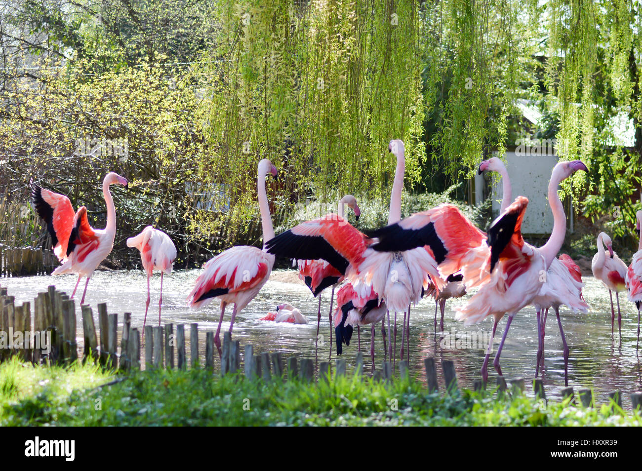 Groupe de Camargue flamants roses sur un plan d'eau dans un parc animalier en France Banque D'Images