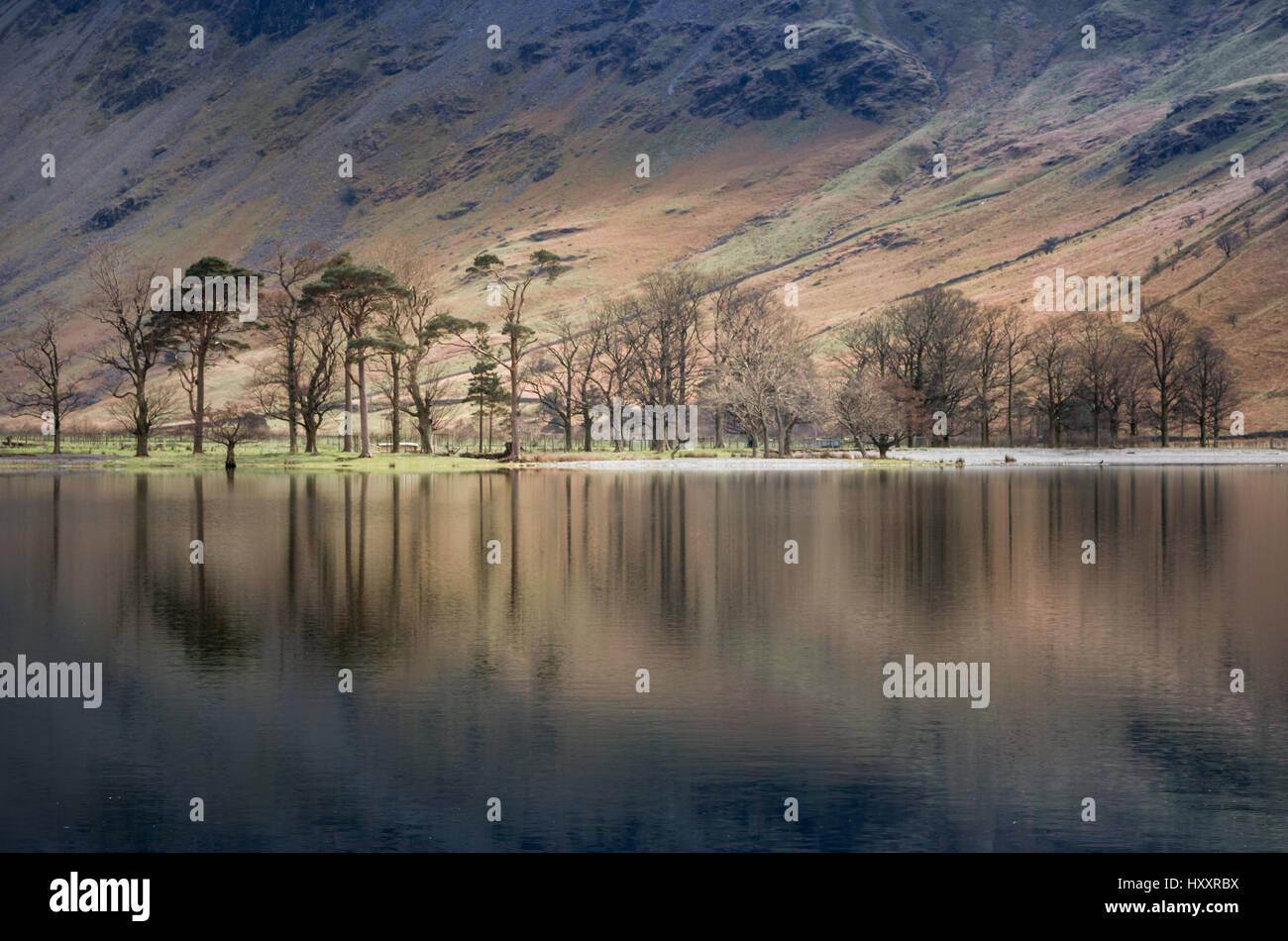 Pins, les sentinelles, lac Buttermere, Cumbria, Royaume-Uni avec des reflets de montagnes et d'arbres par une journée calme et ensoleillée Banque D'Images