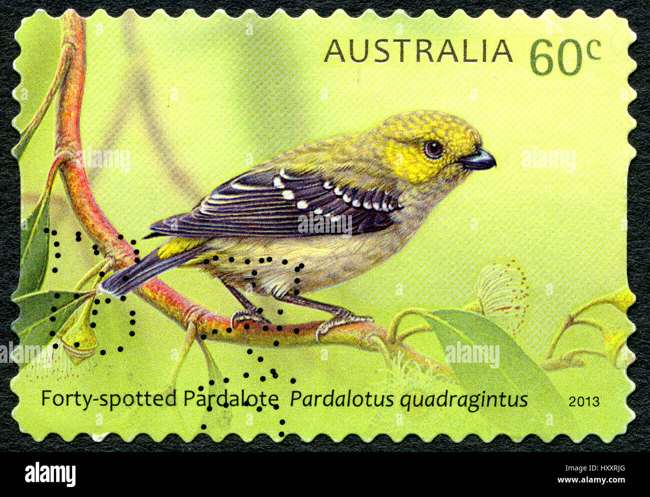 L'AUSTRALIE - circa 2013 : un timbre-poste utilisé à partir de l'Australie, représentant une illustration d'une Forty-Spotted Pardalote oiseau, circa 2013. Banque D'Images