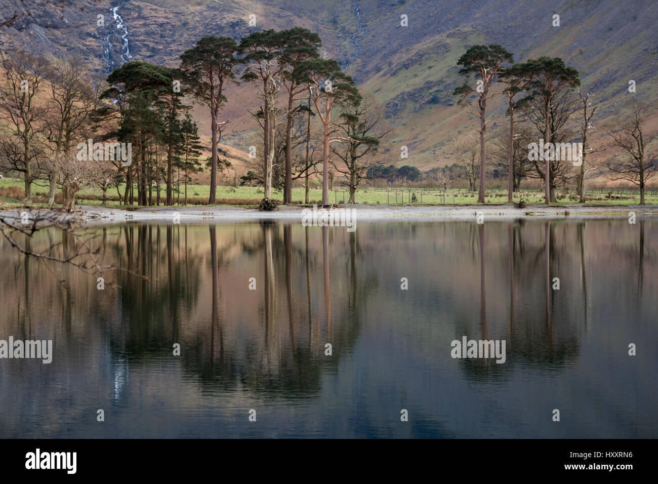 Pins, les sentinelles, lac Buttermere, Cumbria, Royaume-Uni avec des reflets de montagnes et d'arbres par une journée calme et ensoleillée Banque D'Images