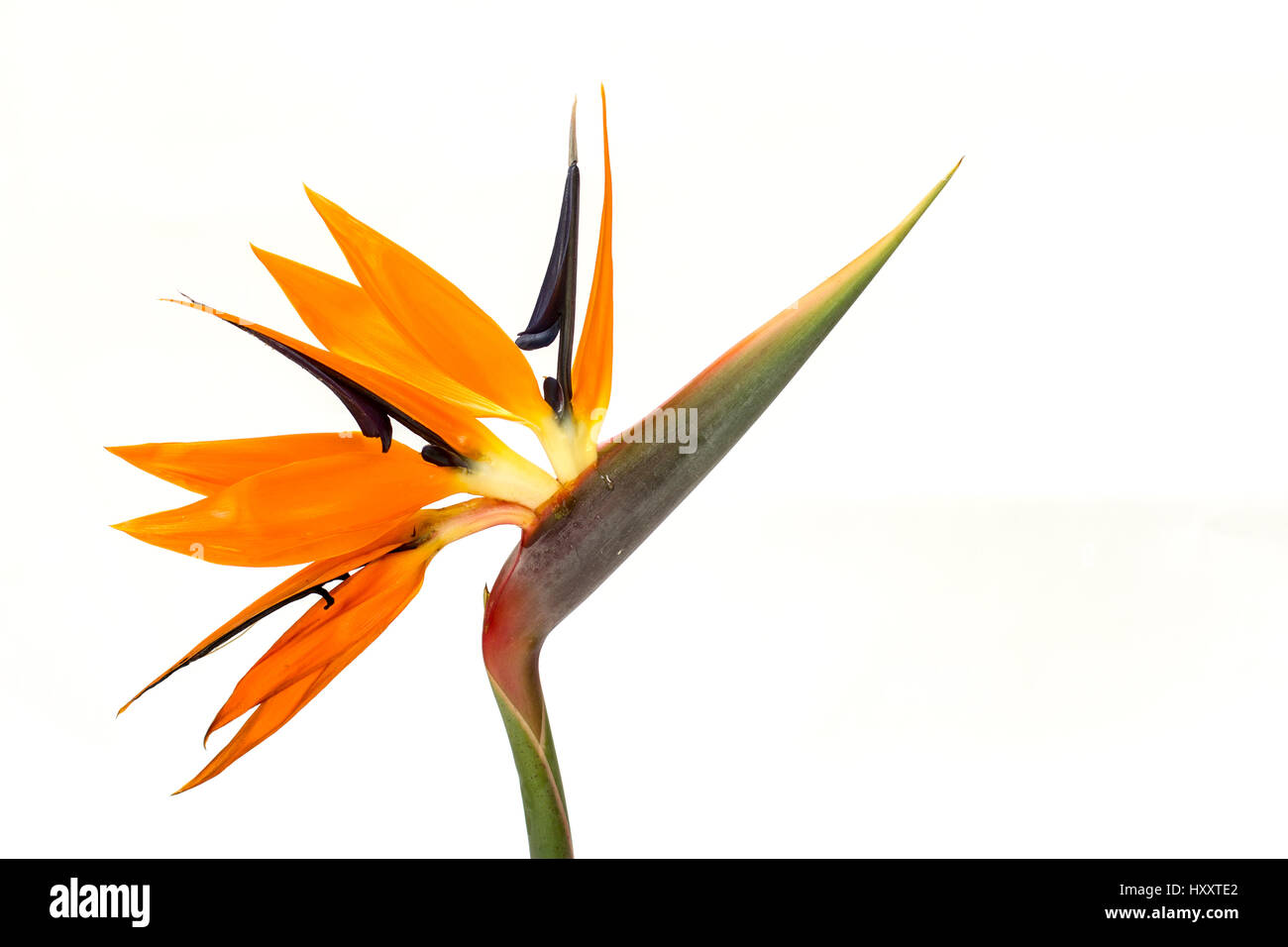 Bird of Paradise flower (Afrique du Sud) Banque D'Images