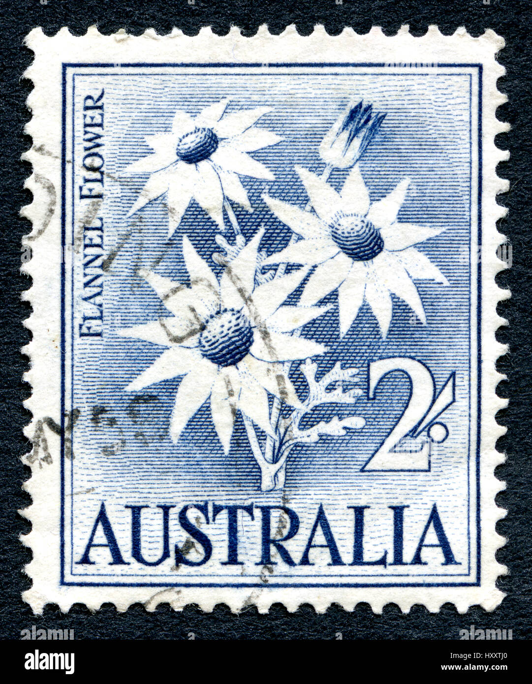 L'AUSTRALIE - circa 1959 : un timbre-poste utilisé à partir de l'Australie, représentant une illustration d'une fleur de flanelle, vers 1959. Banque D'Images