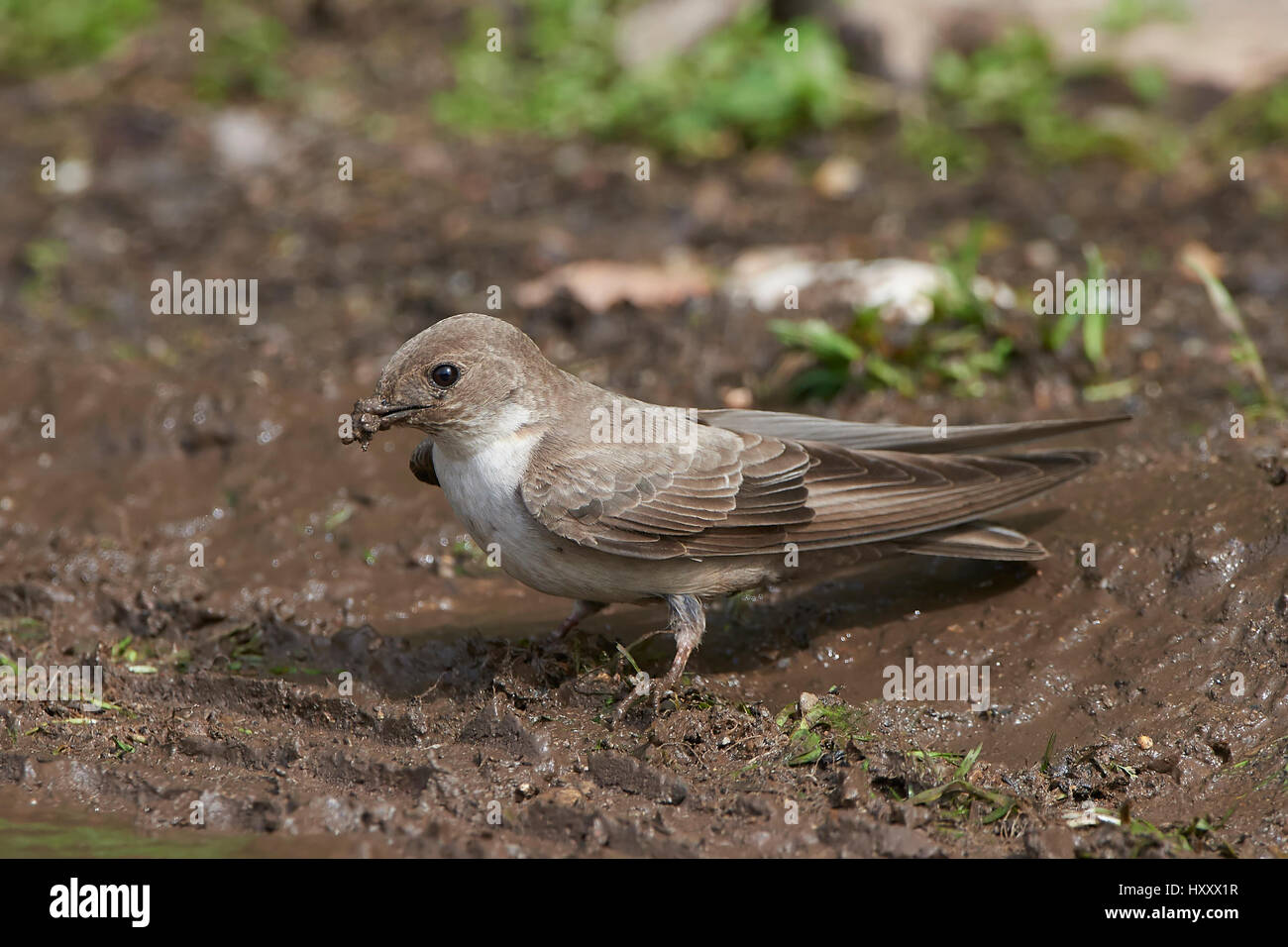 Eurasian crag Martin de la boue pour son nid Banque D'Images