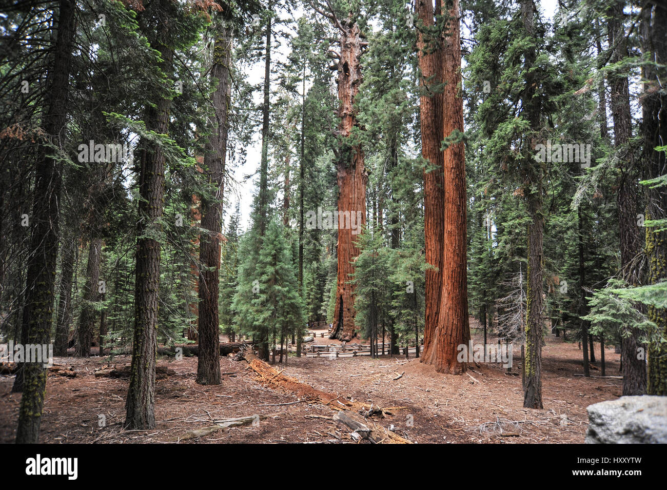 Sequoia National Park, California, United States Banque D'Images