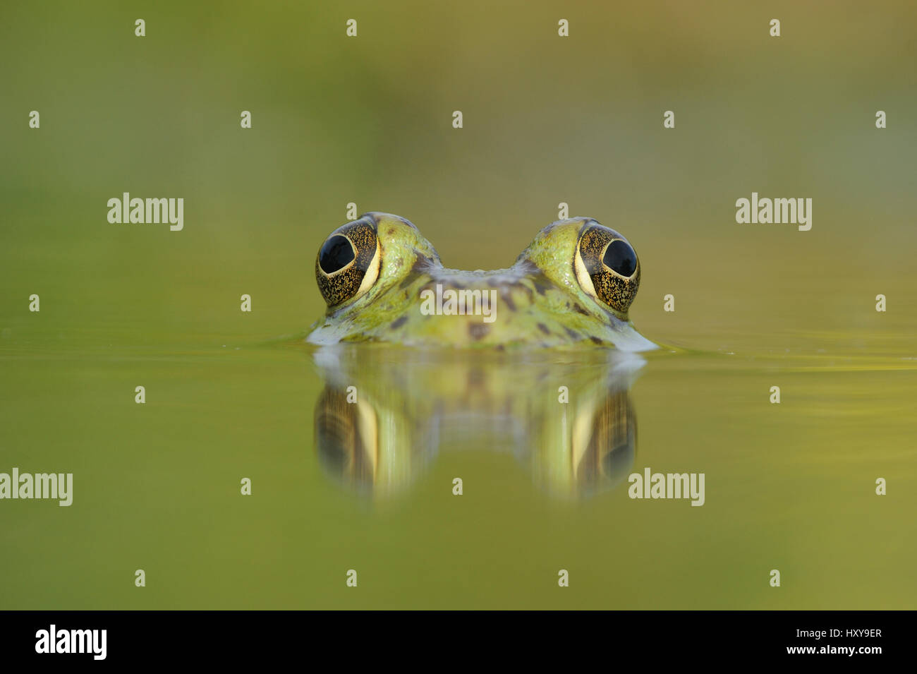 Tête portrait du ouaouaron (Rana catesbeiana) Partiellement immergé dans le lac, Fennessey Ranch, Refugio, Coastal Bend, la côte du Texas, USA. Banque D'Images