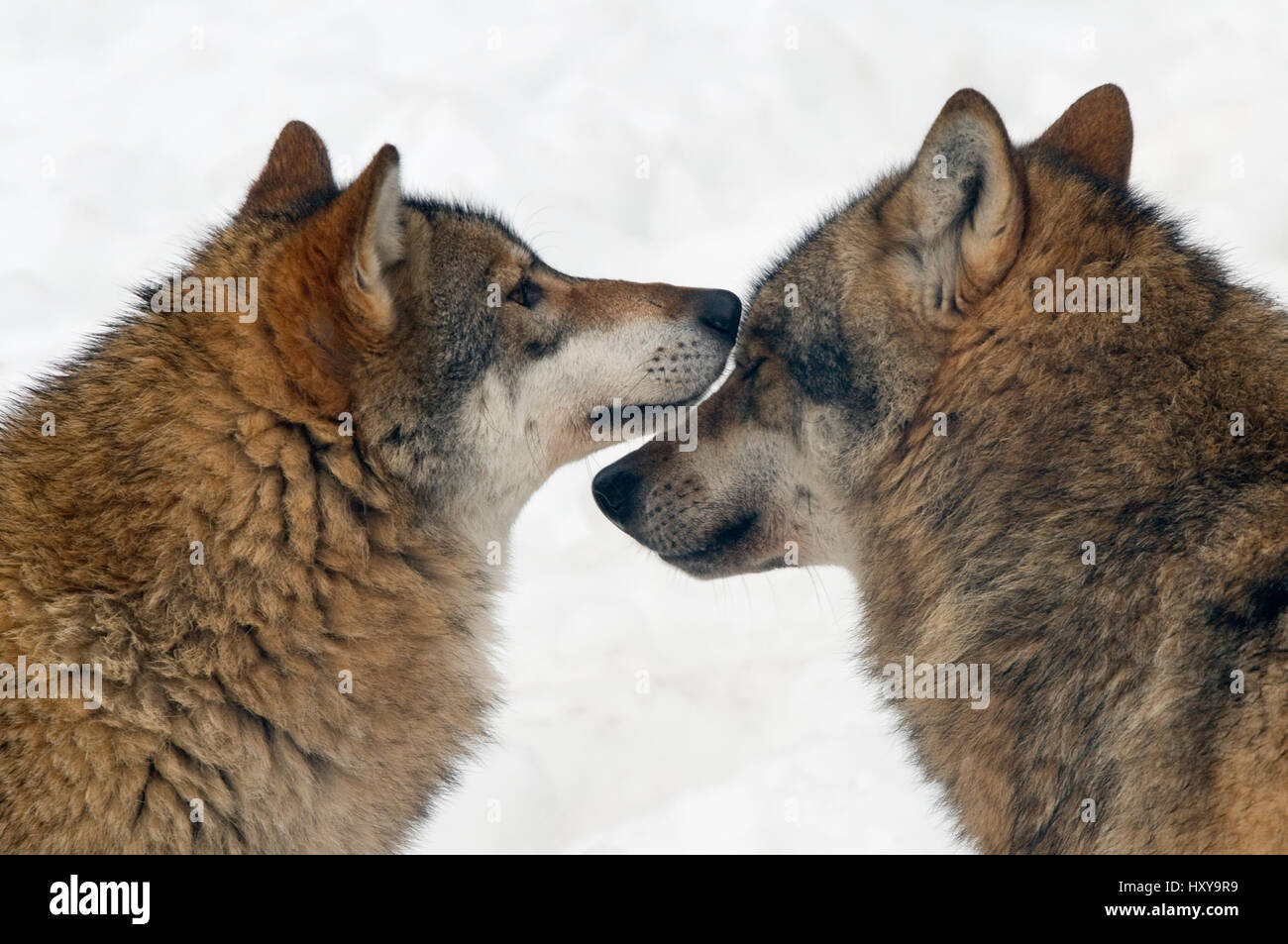 Le loup (Canis lupus) interaction entre les deux loups, captive. Banque D'Images