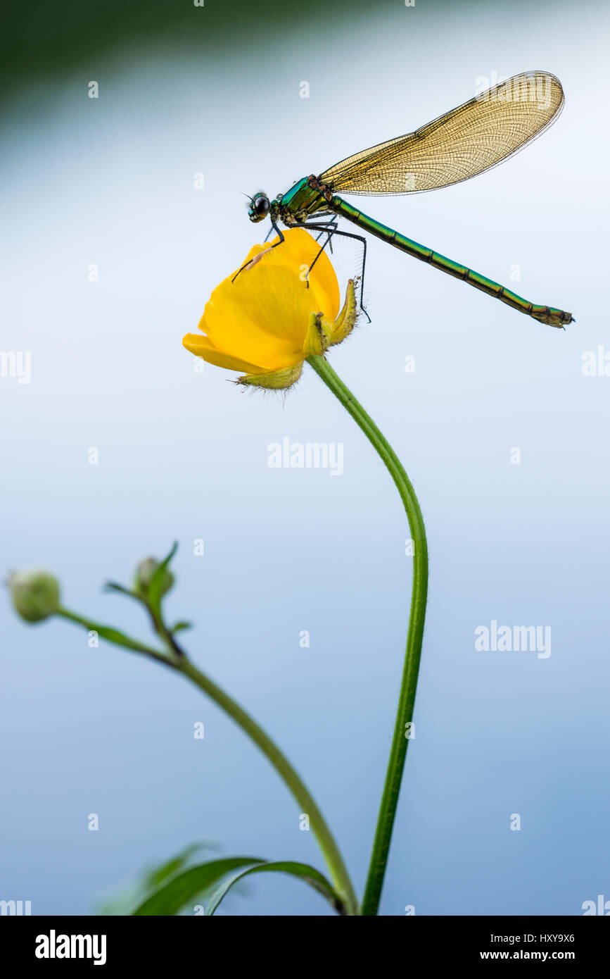 Bannded} {demoiselle Calopteryx splendens, reposant sur la renoncule, Tamar inférieure Lacs, Cornwall/Devon frontière, Royaume-Uni. Peut Banque D'Images