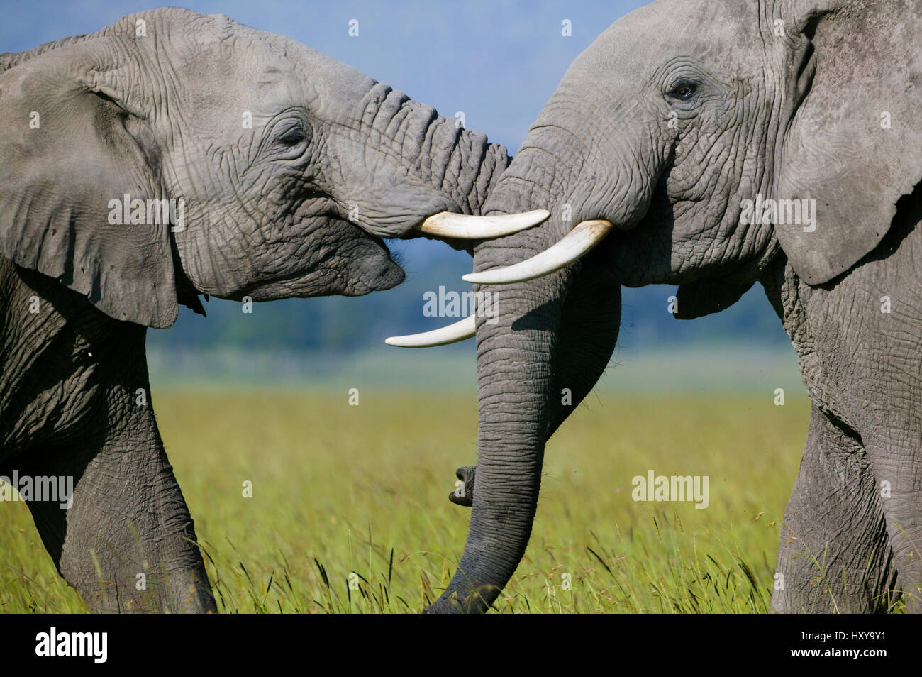 L'éléphant africain (Loxodonta africana), les mâles se battre. Masai-Mara Game Reserve, Kenya. Banque D'Images