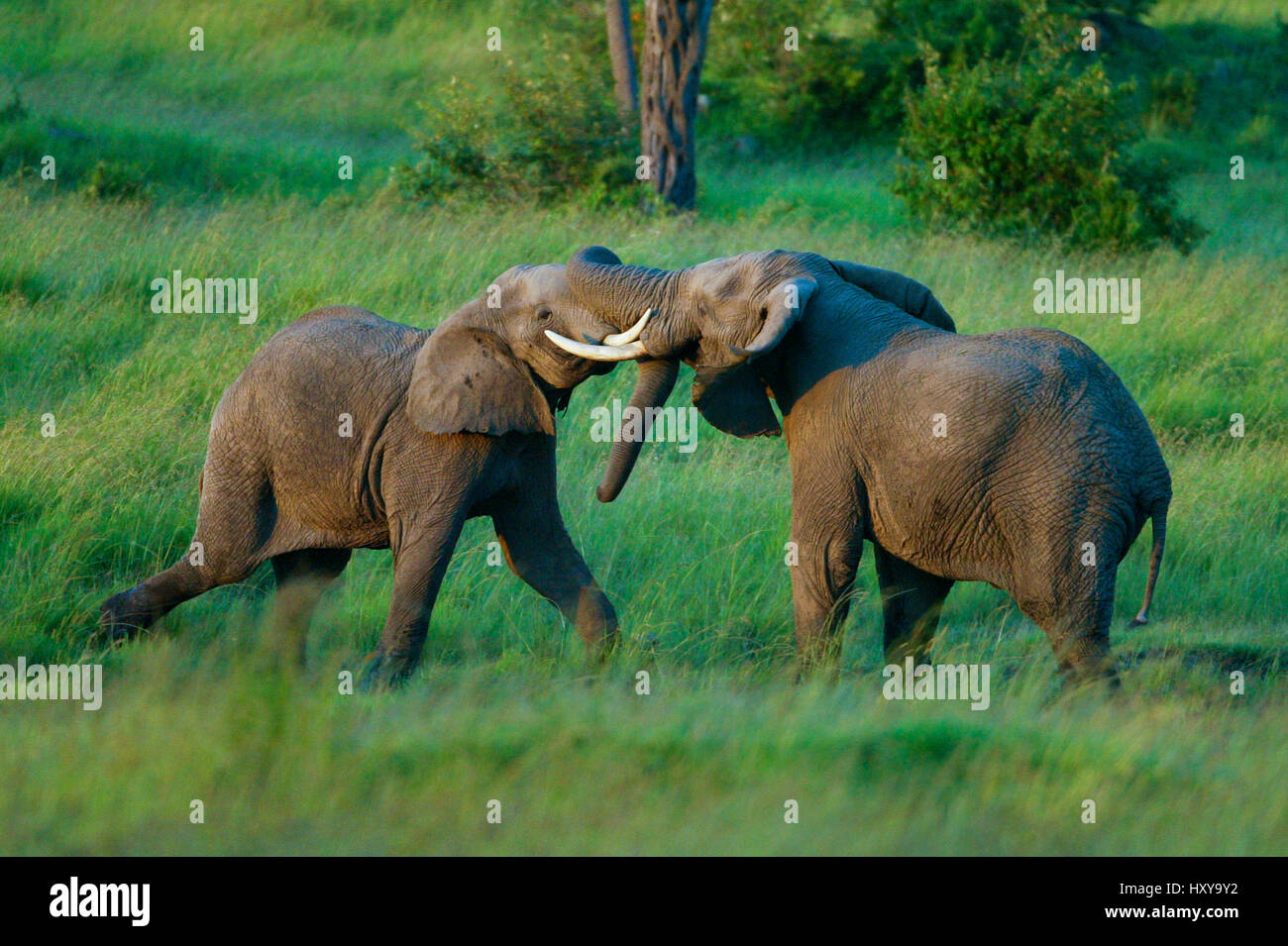 L'éléphant africain (Loxodonta africana), les mâles se battre. Masai-Mara Game Reserve, Kenya. Séquence 2 de 4. Banque D'Images