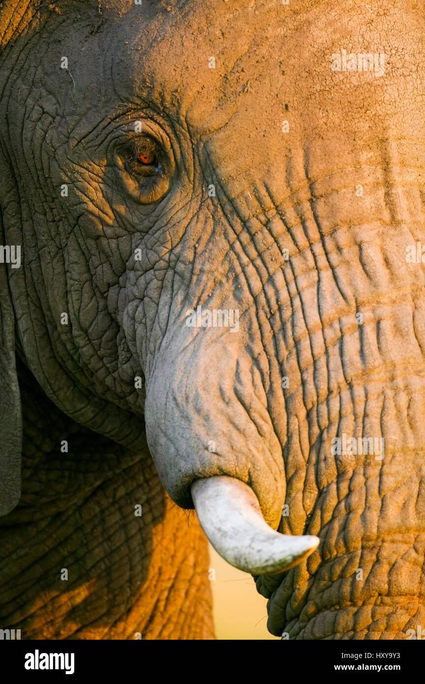 L'éléphant africain (Loxodonta africana), close-up. Masai-Mara Game Reserve, Kenya. Banque D'Images