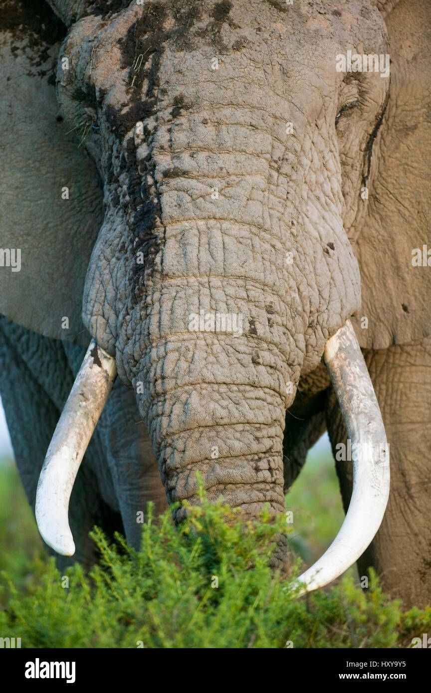 L'éléphant africain (Loxodonta africana), grand mâle d'alimentation. Masai-Mara Game Reserve, Kenya. Banque D'Images