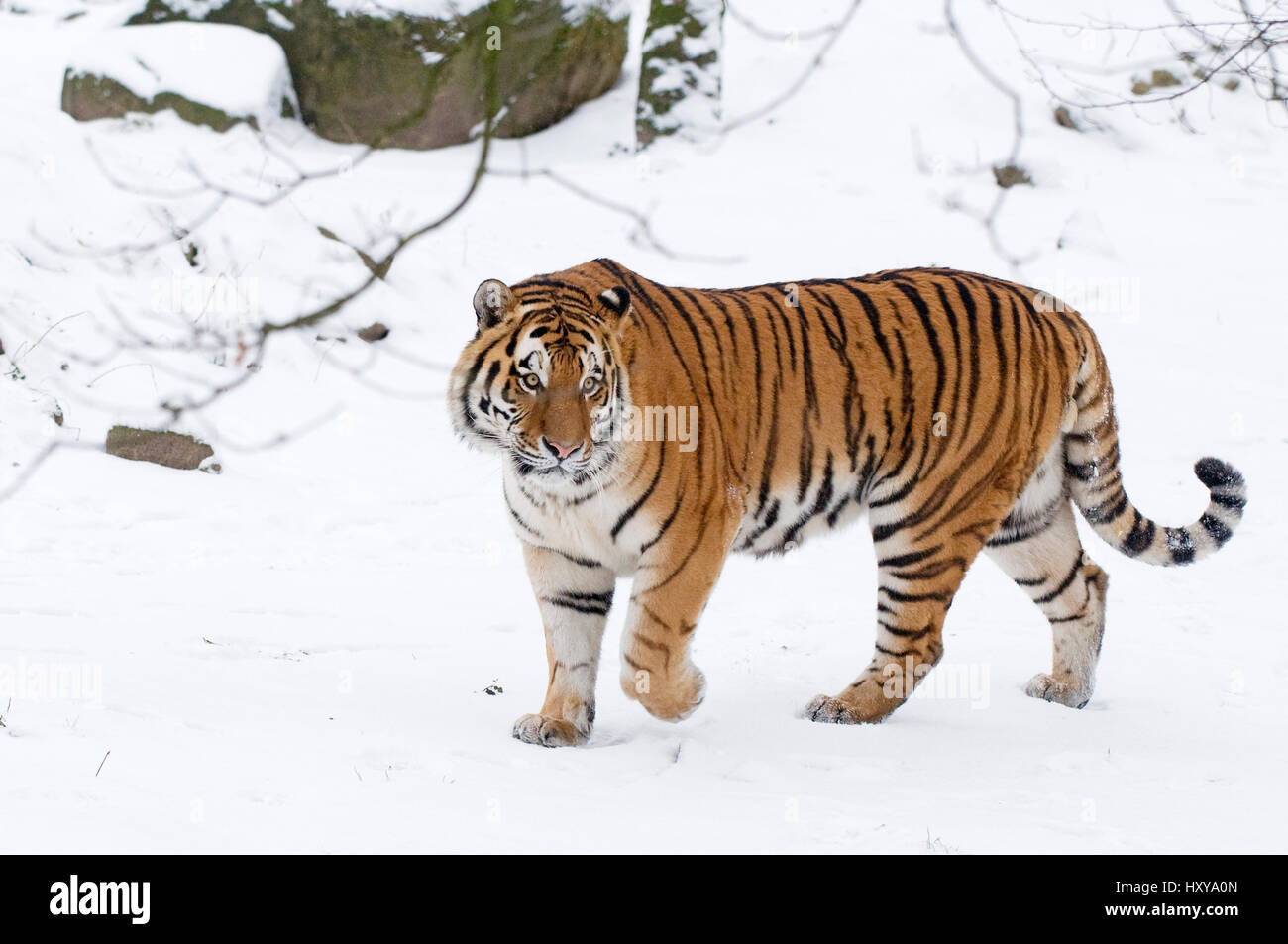 Tigre de Sibérie (Panthera tigris altaica) marcher dans la neige, captive Banque D'Images