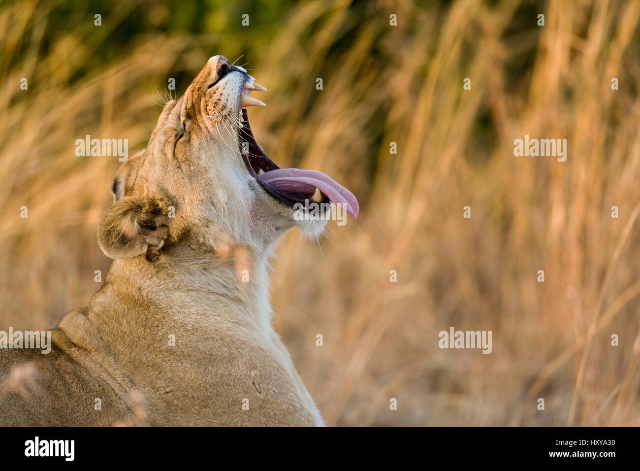 Lioness (Panthera leo) le bâillement, Masai-Mara Game Reserve, Kenya Banque D'Images