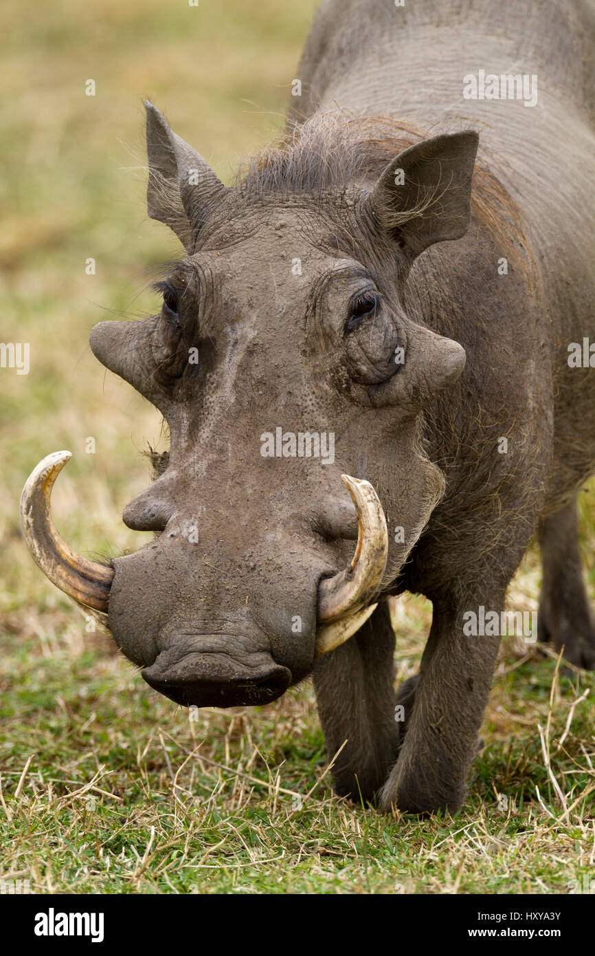 Phacochère (Phaecochoerus aethiopicus) mâle, Masai-Mara Game Reserve, Kenya Banque D'Images