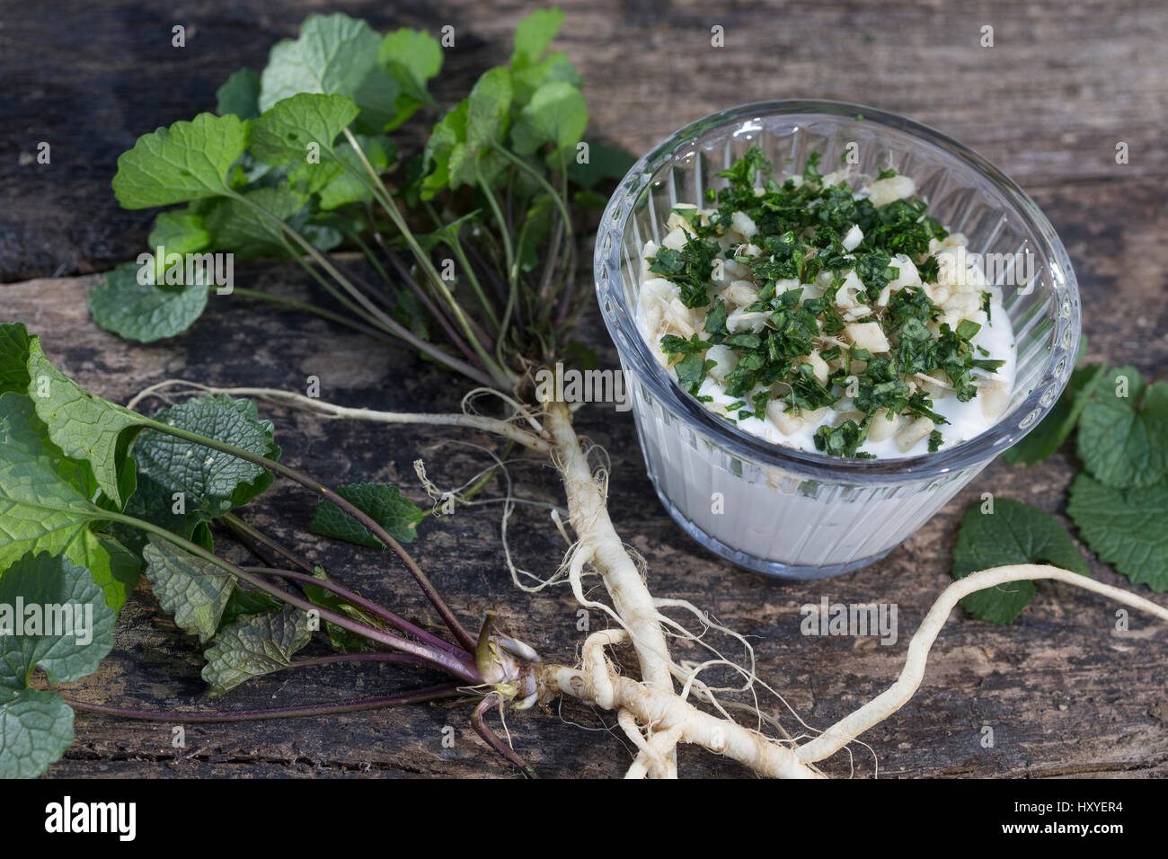 Knoblauchsrauken-Quark Knoblauchrauken-Quark,, Quark, Kräuterquark, Gewöhnliche Knoblauchsrauke, Ernte, ernten, Kräuterernte, Wurzel, Wurzeln, Knoblau Banque D'Images
