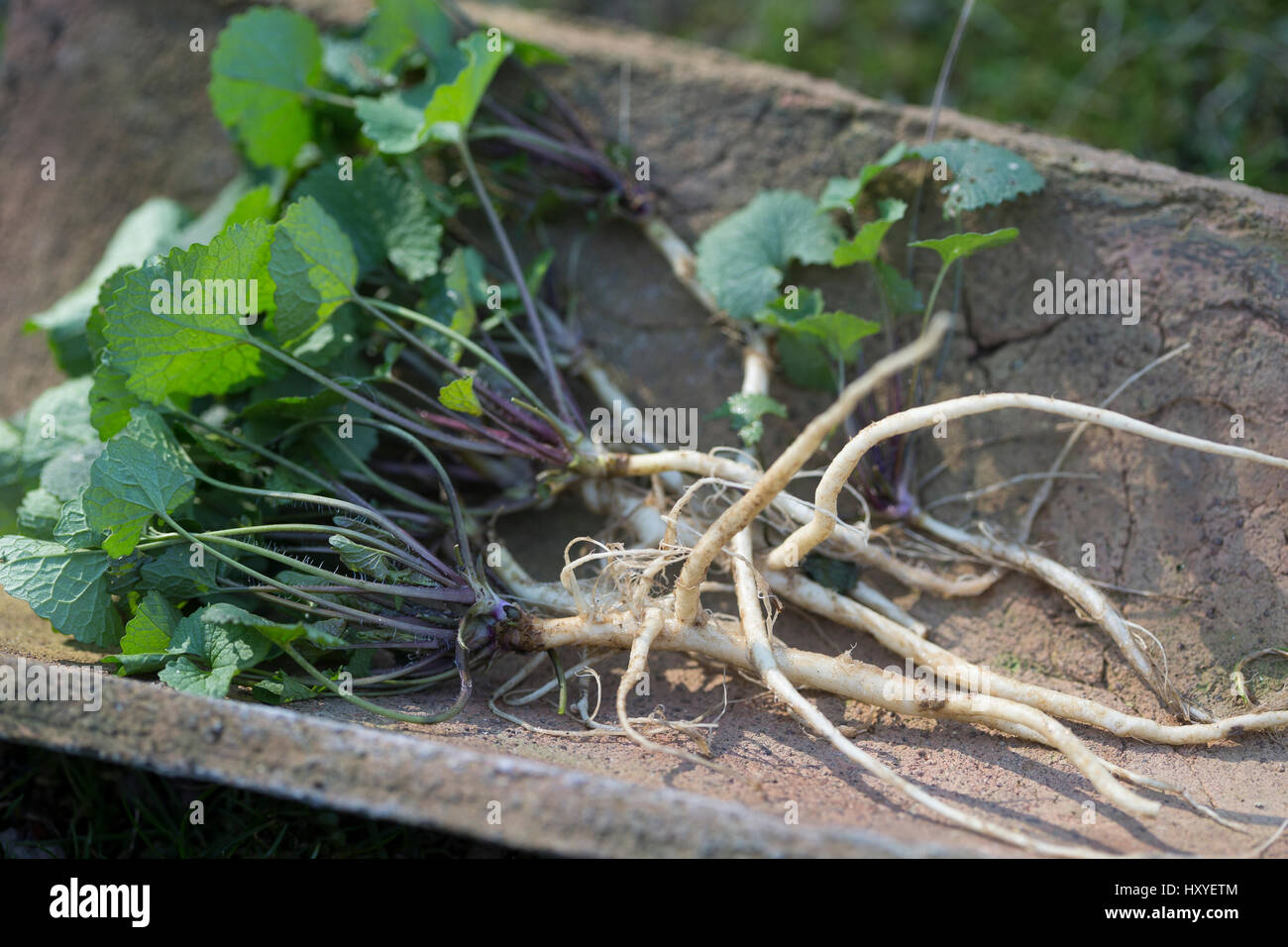 Gewöhnliche Knoblauchsrauke, Ernte, ernten, Kräuterernte, Wurzel, Knoblauchsrauken-Wurzeln Knoblauchsrauken-Wurzel Wurzeln,,,, Knoblauchsraukenwurzeln Banque D'Images