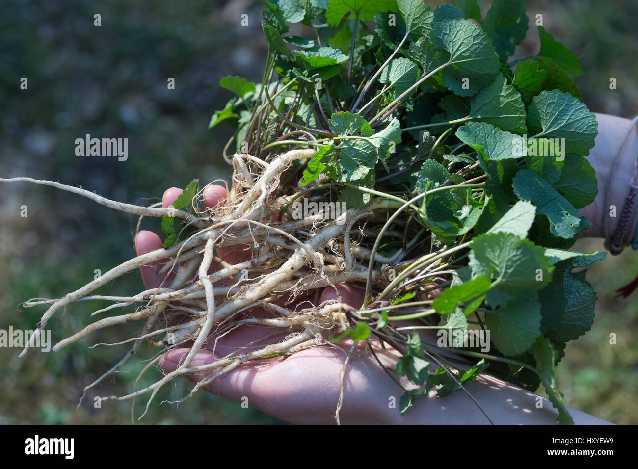 Gewöhnliche Knoblauchsrauke, Ernte, ernten, Kräuterernte, Wurzel, Knoblauchsrauken-Wurzeln Knoblauchsrauken-Wurzel Wurzeln,,,, Knoblauchsraukenwurzeln Banque D'Images