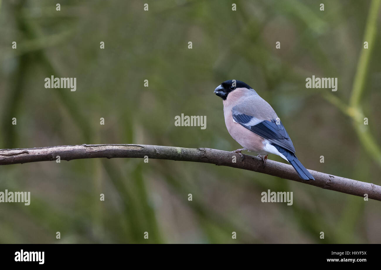 Femme Bullfinch-Pyrrhula pyrrhula. Au printemps. Uk Banque D'Images