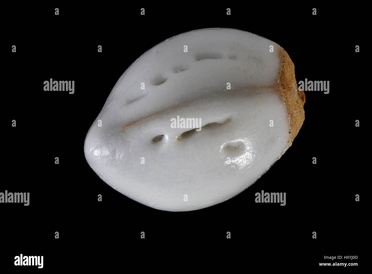Lithospermum officinale grémil, commune, la société Steinsame, semences, Close up, le calibre des semences 3 mm Banque D'Images