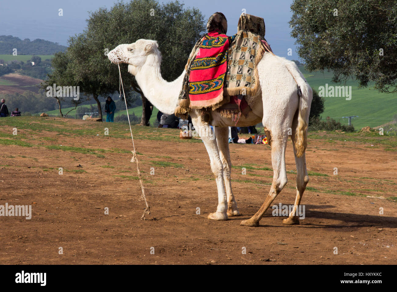 Une présence ubiquitaire dans presque tous les pays d'Afrique du Nord site touristique est un chameau -- disponible, bien sûr, pour l'équitation à un petit supplément. Tipaza Province, Alge Banque D'Images