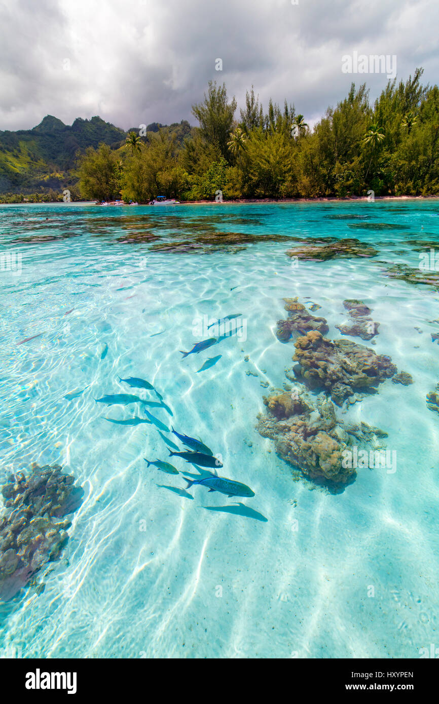Motu Fareone, Tiahura, Moorea, Polynésie Française Banque D'Images