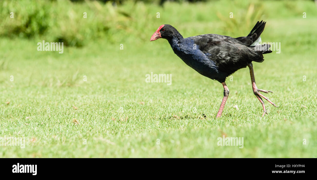 Pukeko exécutant dans un champ Banque D'Images
