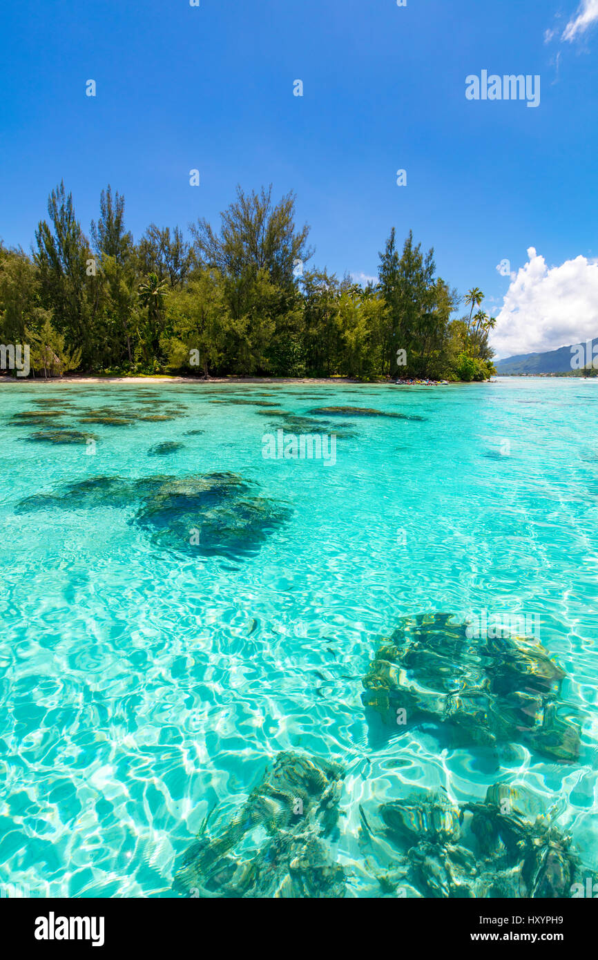 Motu Tiahura, Moorea, Polynésie Française Banque D'Images