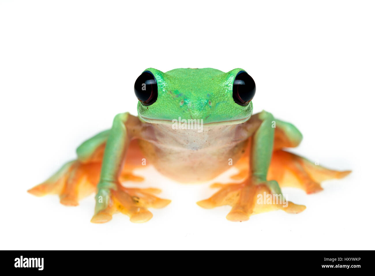 Gliding tree frog (Agalychnis spurrelli) captive, se produit en Colombie, Costa Rica, Équateur, et le Panama. Banque D'Images