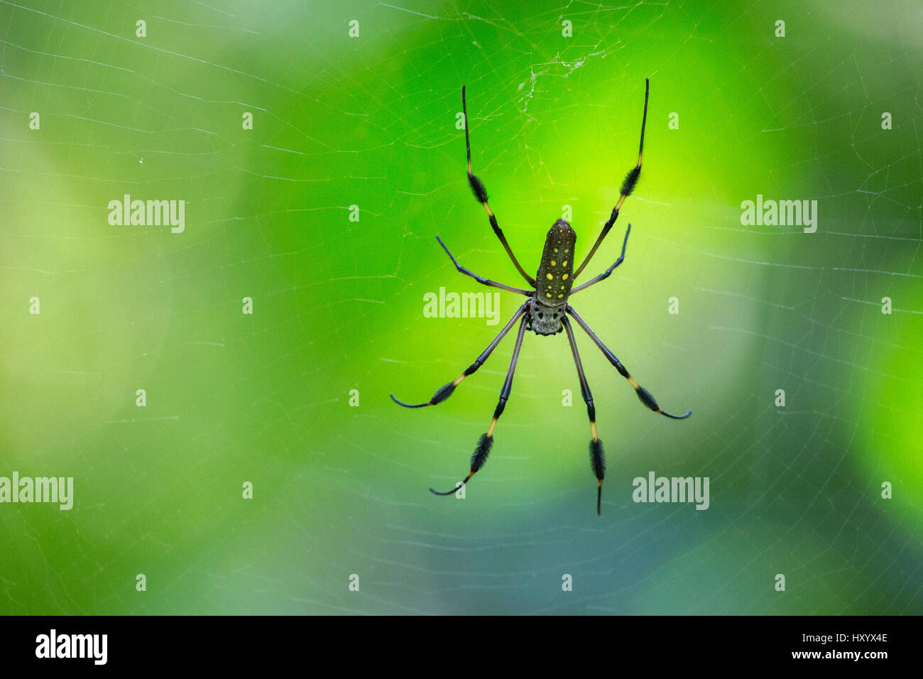 Globe Doré-Spider web (Nephila clavipes féminin) dans le web. Parc national de Corcovado, péninsule d'Osa, au Costa Rica, Banque D'Images