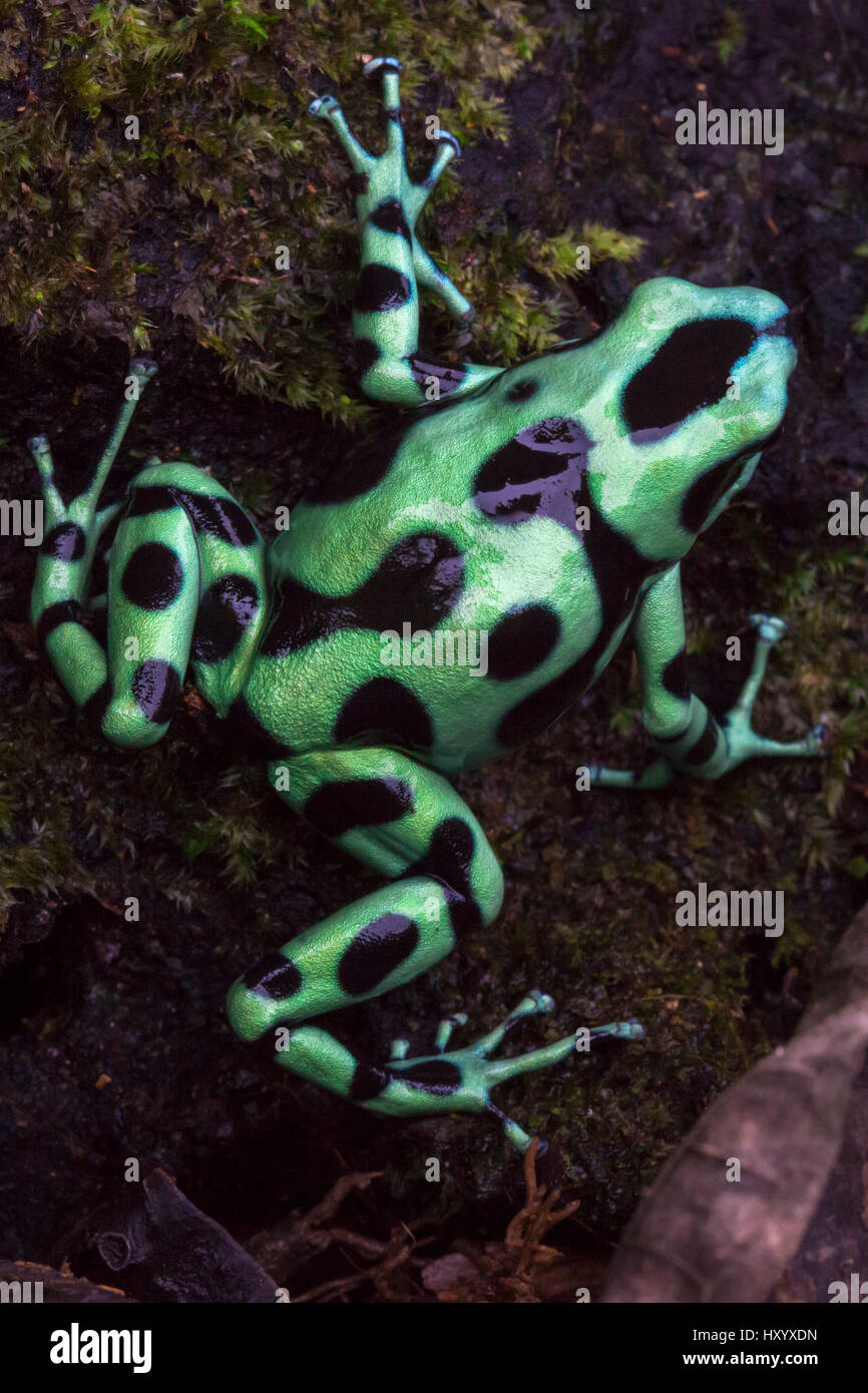 Noir et vert grenouille Poison (Dendrobates auratus) Caraïbes centrales contreforts, le Costa Rica. Banque D'Images