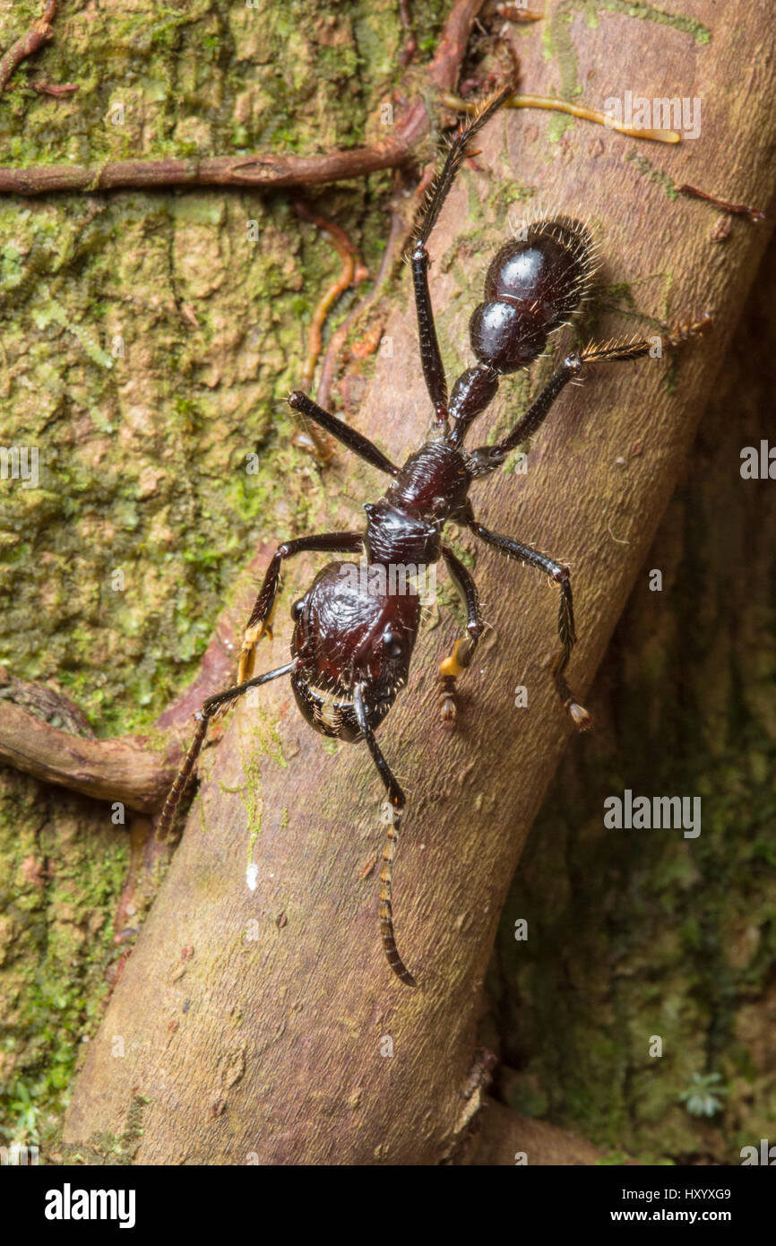 Bullet ant travailleur (Paraponera clavata) a le plus de piqûre douloureuse de tout insecte. Caraïbes centrales contreforts, le Costa Rica. Banque D'Images