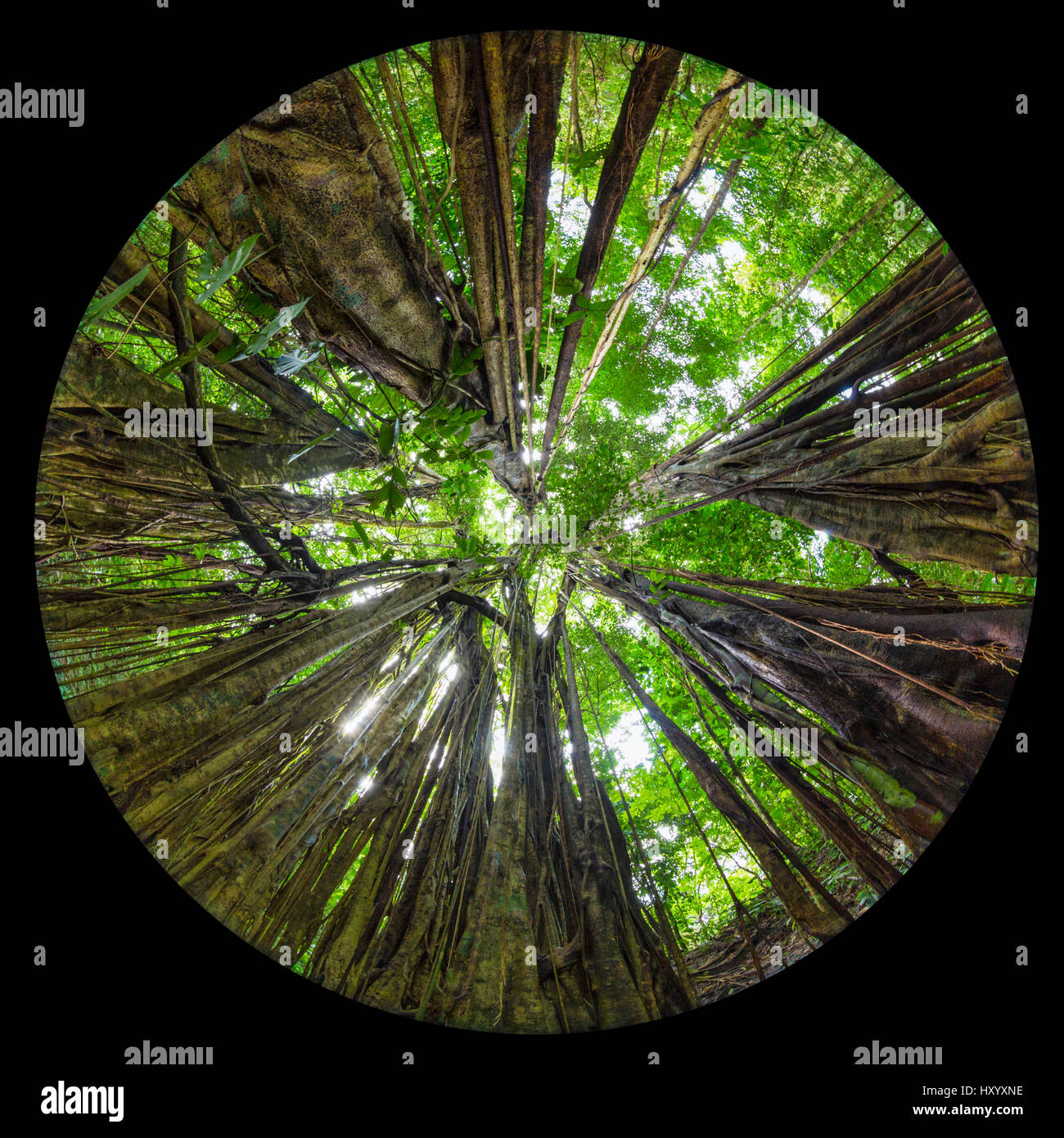 Strangler fig Ficus (zarazalensis) poussant dans la forêt tropicale de plaine et endémique à la péninsule de Osa, Costa Rica. Objectif Fisheye. Banque D'Images