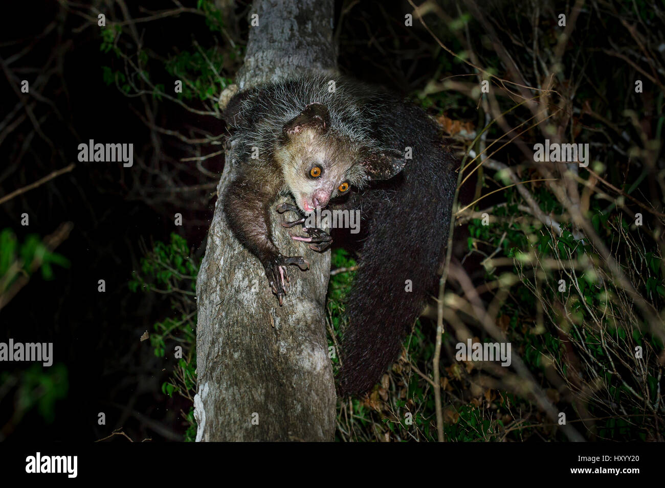 Aye-aye (Daubentonia madagascariensis) femmes de nourriture dans le milieu canopy / sous-étage des forêts sèches dans la nuit. Le nord de Madagascar. Endémique. En voie de disparition. Banque D'Images